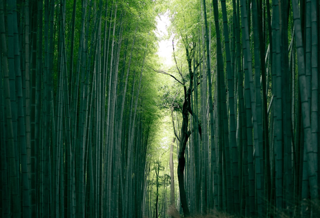 Photo Bamboo fabric